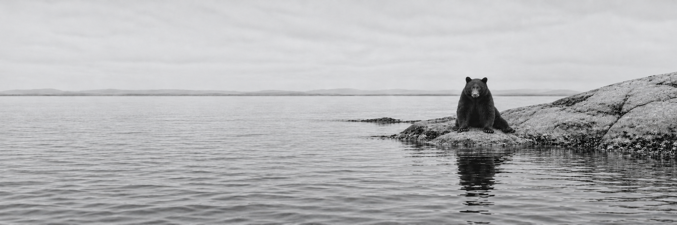 A side-seated black bear on a low rocky shoreline beside an open ocean horizon